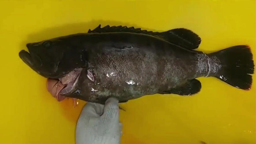 制作石斑鱼刺身,现杀现做,一个字:鲜