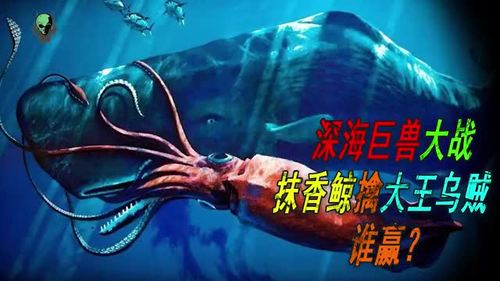 现代海洋巨兽大对决,抹香鲸擒大王乌贼,谁才是深海霸主?