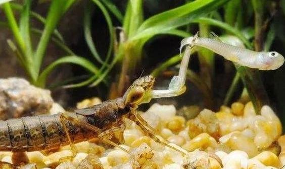 人人都夸蜻蜓是益虫,但其幼虫却是害虫,人称"吃鱼虎"危害极大