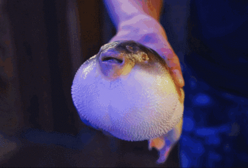 人均100元以上的南京土豪面馆大合集!_河豚