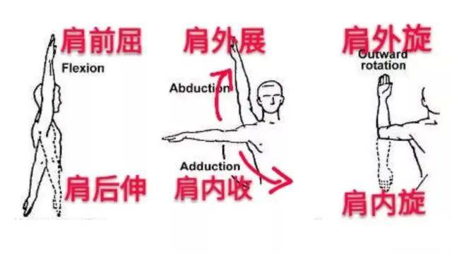 (1)甩手锻炼:患者站立,做肩关节前屈,后伸及内收,外展运动.