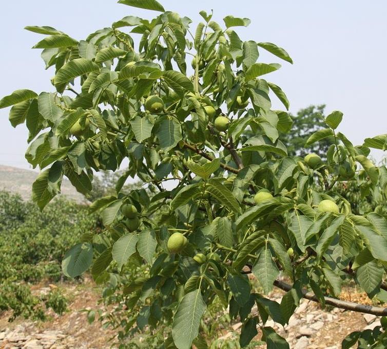 核桃树图片大全