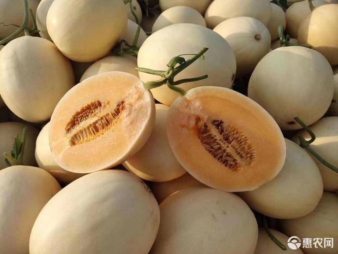 东方蜜甜瓜 东方蜜一号