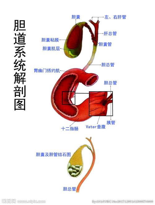 胆道系统解剖图解图片