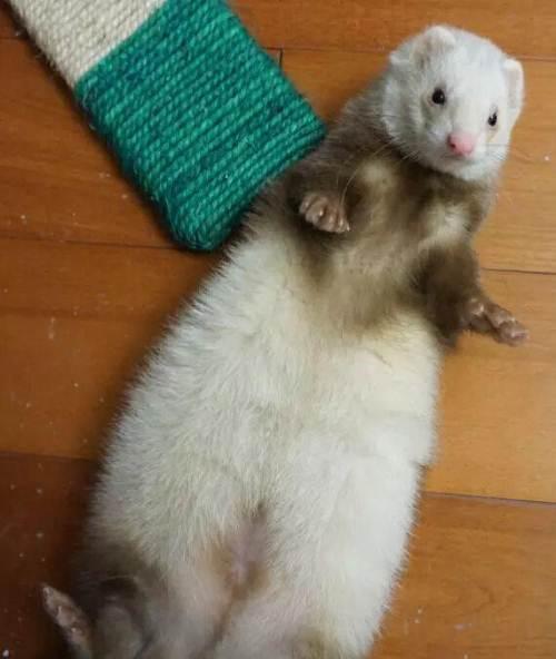 东方色安格鲁宠物貂一只带笼子