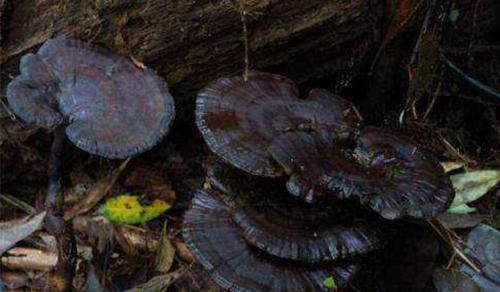 灵芝,是激发细胞潜能的钥匙!