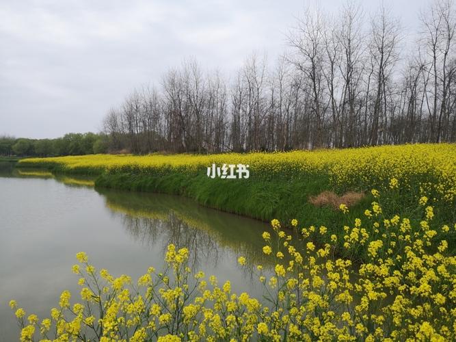 湘阴斗米咀油菜花_油菜花_踏青_赏花_秋天去哪玩_运动