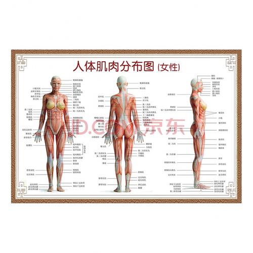 人体肌肉分布图-女性 90*135cm=60寸 厚pp胶(背面带胶)