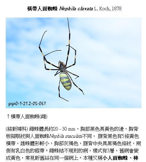 蜘蛛种类图片大全