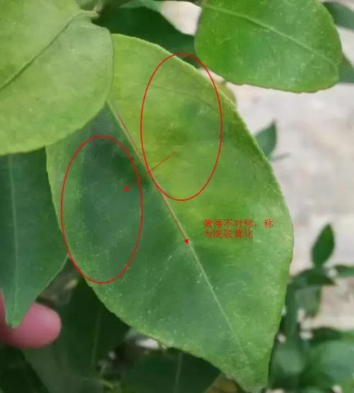 用三招肉眼就可以识别柑橘黄龙病