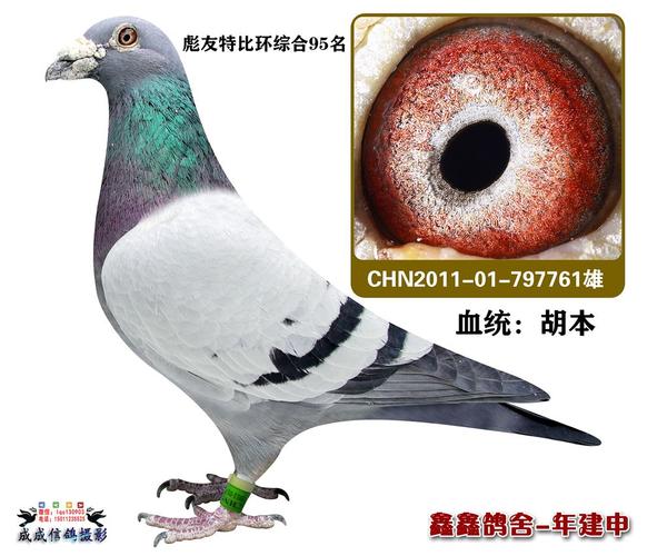 胡本_年建申鸽舍-中信网爱鸽商城
