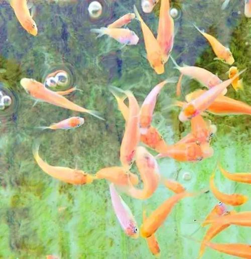 锦鲤--从孵化到成长全过程