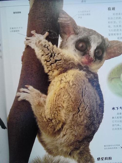 蓬尾婴猴    