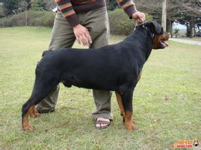 宠物狗里哪个没有尾巴的狗是什么品种啊