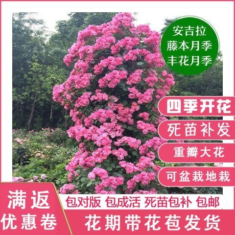 推荐欧月安吉拉月季多花爬墙藤本蔷薇庭院盆栽复色四