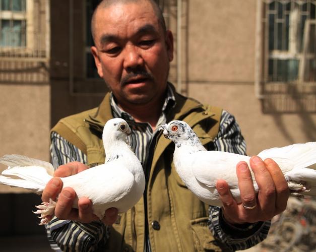 17 - 新疆巴音郭楞观赏鸽协会