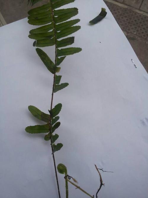 谁知道这是什么植物啊,是双肾子吗?