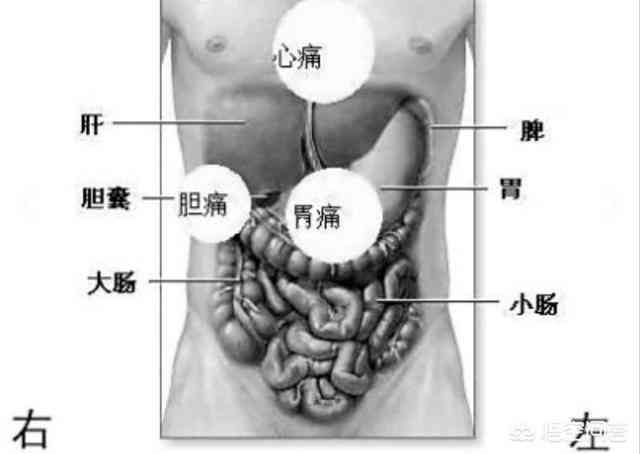 怎样区分清楚胃痛还是胆痛呢?