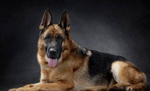 德国牧羊犬价格是多少钱一只需要如何喂养