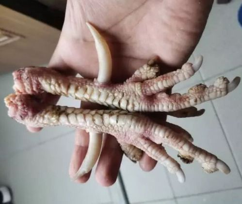 文玩界的狠人,盘玩鸡爪,还把骨头盘得红润透亮