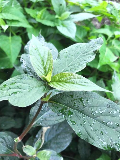 川牛膝与牛膝是一样吗