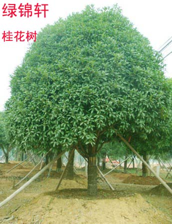 最适合庭院绿化别墅绿化种植的树种