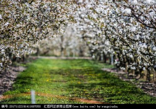 樱桃花 春天 植物 特写 花蕊 美丽 花瓣 密密麻麻 粉白色花朵 春意