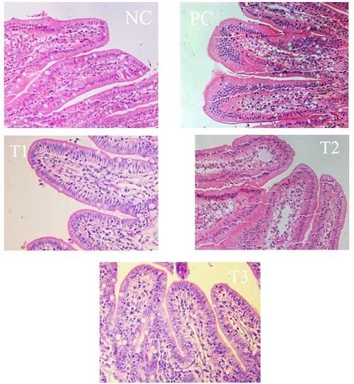 各试验组断奶仔猪空肠绒毛及隐窝的变化(he染色,200×)