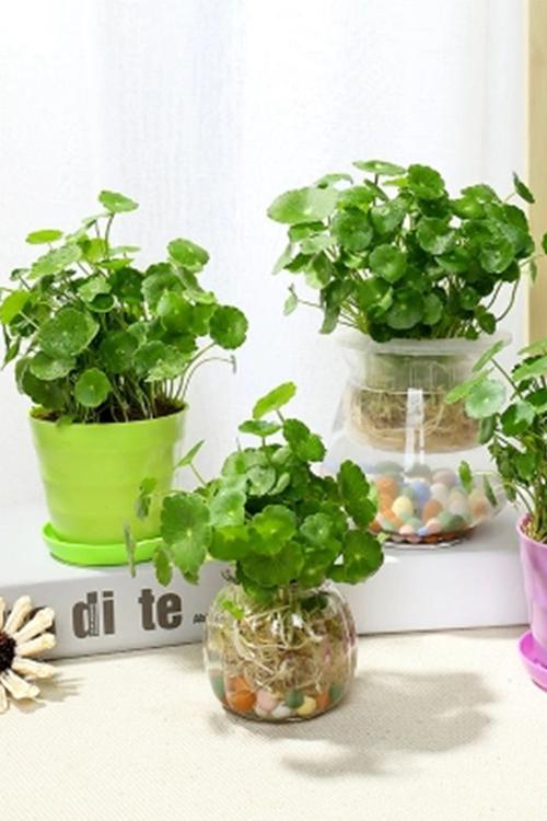 铜钱草室内盆栽花卉绿植套餐盆景防辐射绿萝吊兰净化空气水培植物绿色