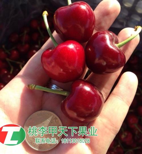 枣庄拉宾斯大樱桃苗 日照宾库大樱桃苗 美早大樱桃苗供货商