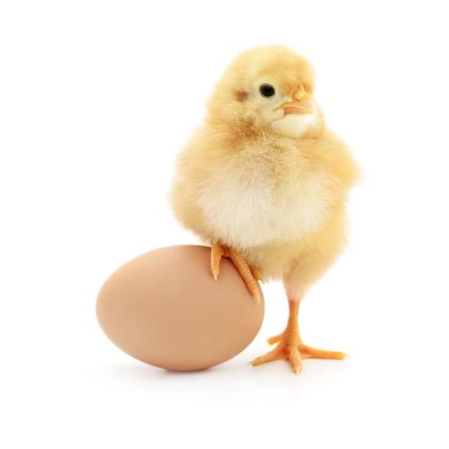 纯种农家散养种蛋受精鸡蛋可孵化孵小鸡红瑶种蛋10枚包邮破损包赔