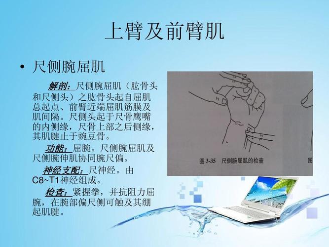 上臂及前臂肌   尺侧腕屈肌 解剖:尺侧腕屈肌(肱骨头 和尺侧头)之肱骨