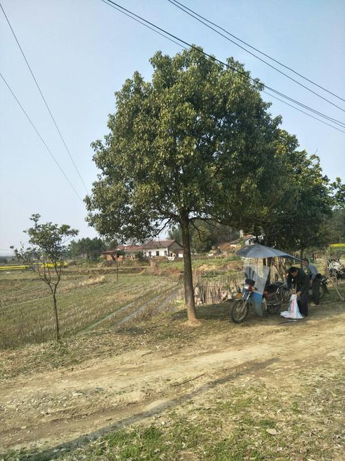 品种名:小叶樟 品种名:小叶樟 米径:8~10公分