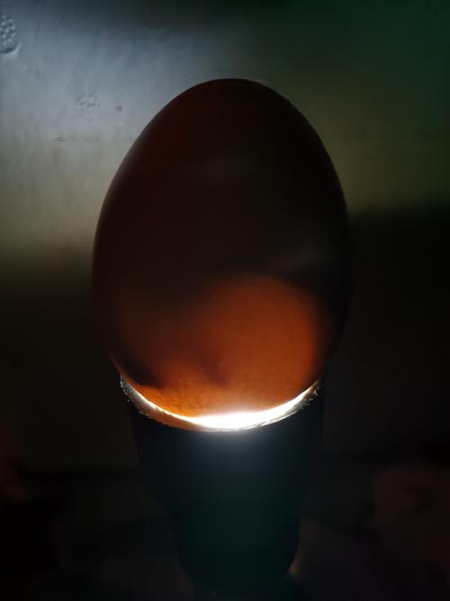 小鸡孵化日记18天到20天