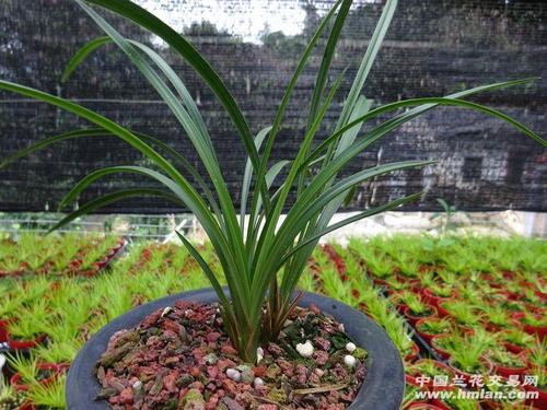 特价壮苗宋梅4苗带1花苞