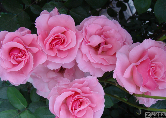 【装乐网】月季花的特点 月季花有什么用