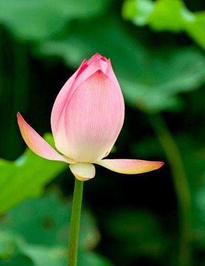 8月下旬,鸿运当头,4属相贵人相助,事业顺顺利利,日子越来越旺