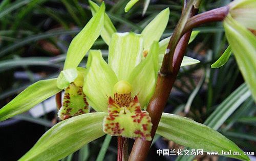 俩鸡肋-送春篇-中国兰花交易网社区