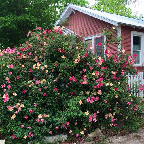 蝴蝶中国古老藤本月季外形形似抗病性强中香多季花卉