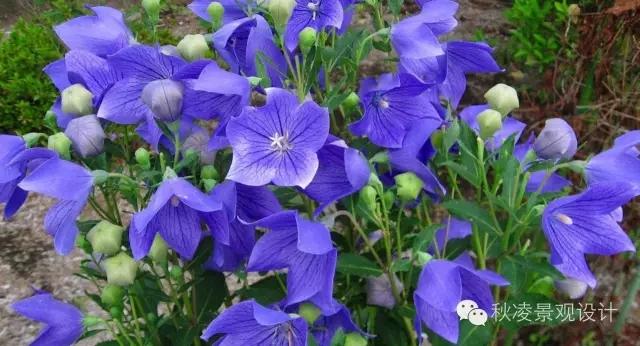 常见草本植物大全