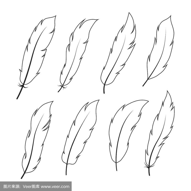 矢量,羽毛,鹅毛笔,轮廓线画,艺术
