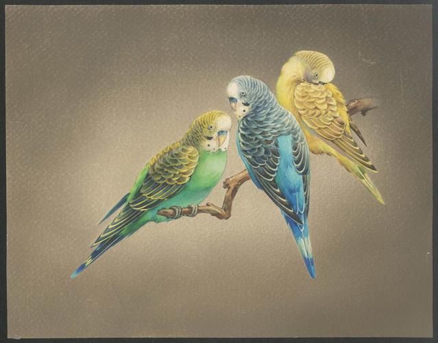 60年代虎皮鹦鹉水彩画原作一幅附出版物尺寸22529cm17522cm出版物