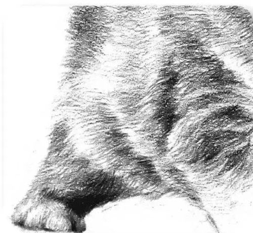 素描素描小猫的完整步骤简直萌翻啦