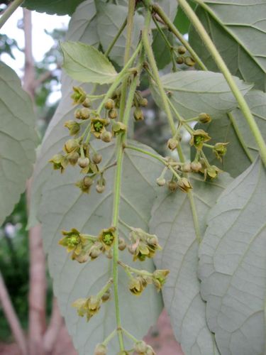 在山桐子的附近,另外还种植有毛叶山桐子i. polycarpa var.