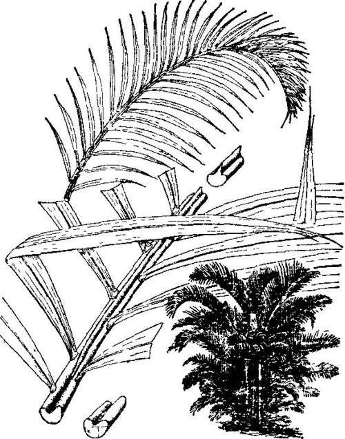 散尾葵凤尾竹的区别图文