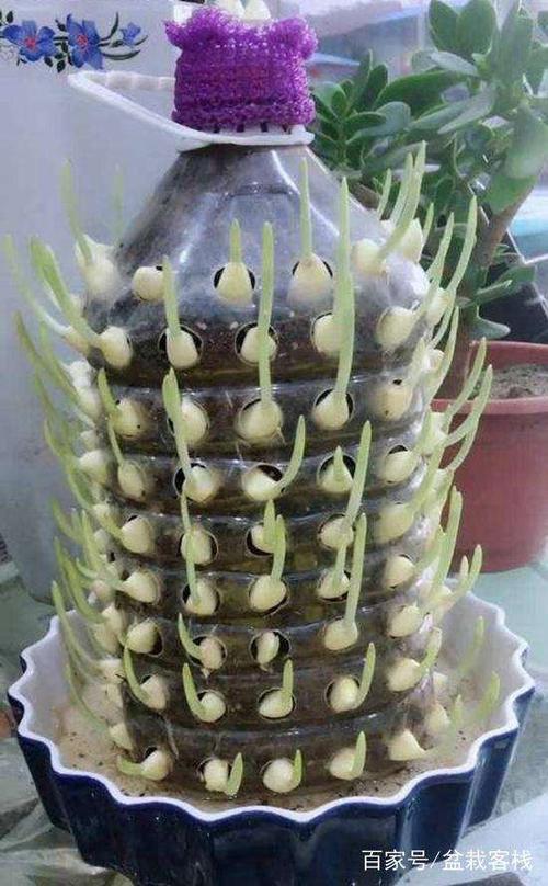 种大蒜