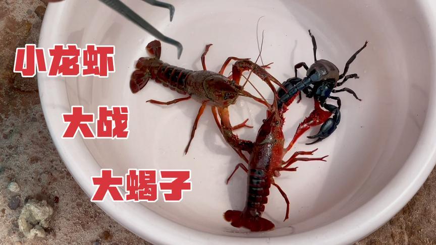 两只小龙虾对战大蝎子,刚放进去场面直接失控,想劝架根本劝不住