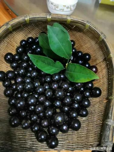 嘉宝果-最坑爹的水果