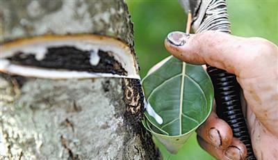 老人说漆树会"咬人":若没有亲身经历过,不会知道它有多恐怖