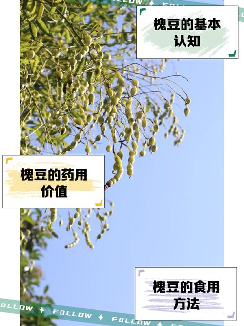 槐豆